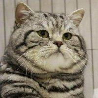 Angry Cat