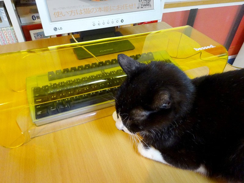 Галерея Японские дизайнеры разрешили котам лежать на клавиатурах - 4 фото