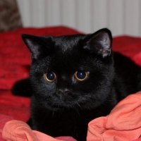 Black Birdie
