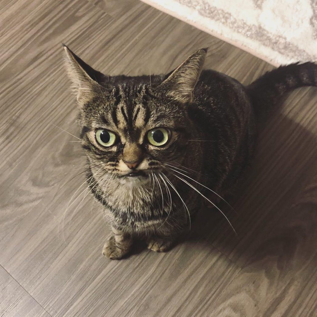 Галерея Ворчливая киса — новая любимая кошка интернета - 9 фото