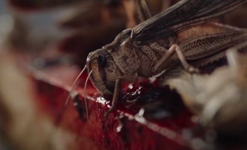 Netflix показал трейлер фильма ужасов «Рой» про саранчу