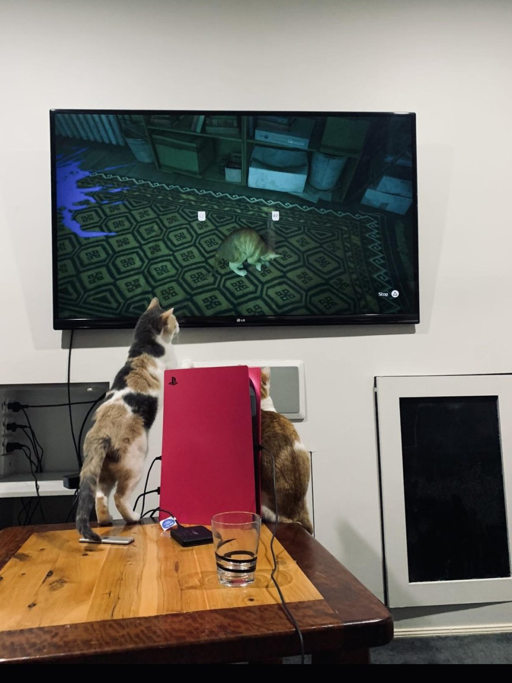 Галерея Геймеры устроили флешмоб и публикуют фото своих котиков на фоне Stray - 5 фото