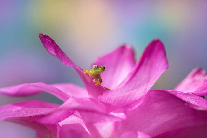 20 удивительных макроснимков победителей конкурса Macro Art Photography Awards — фото 14