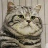 Angry Cat