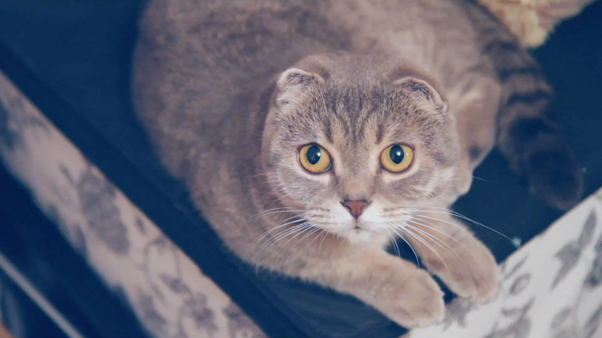 Make it indie! - кадр 2