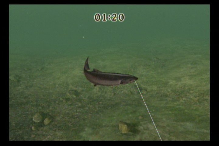 Reel Fishing Challenge — скриншот 1