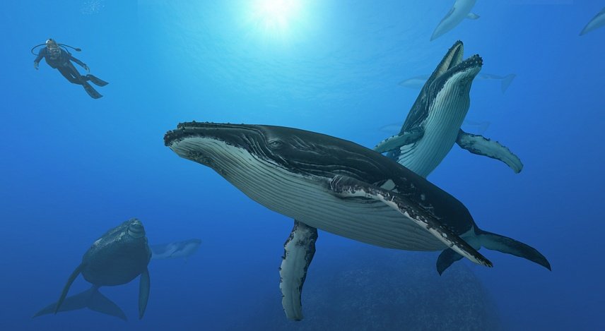 Endless Ocean: Blue World — скриншот 5