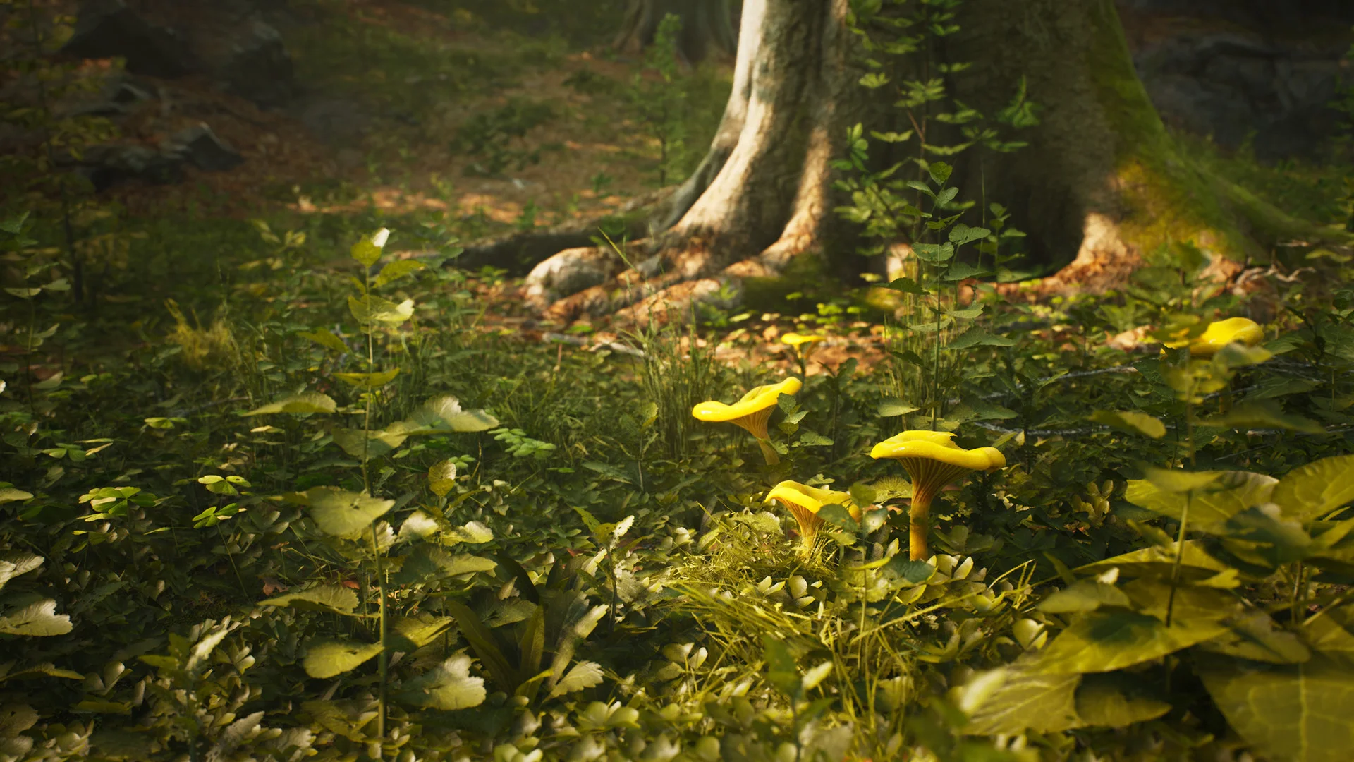 Morels: The Hunt - кадр 9