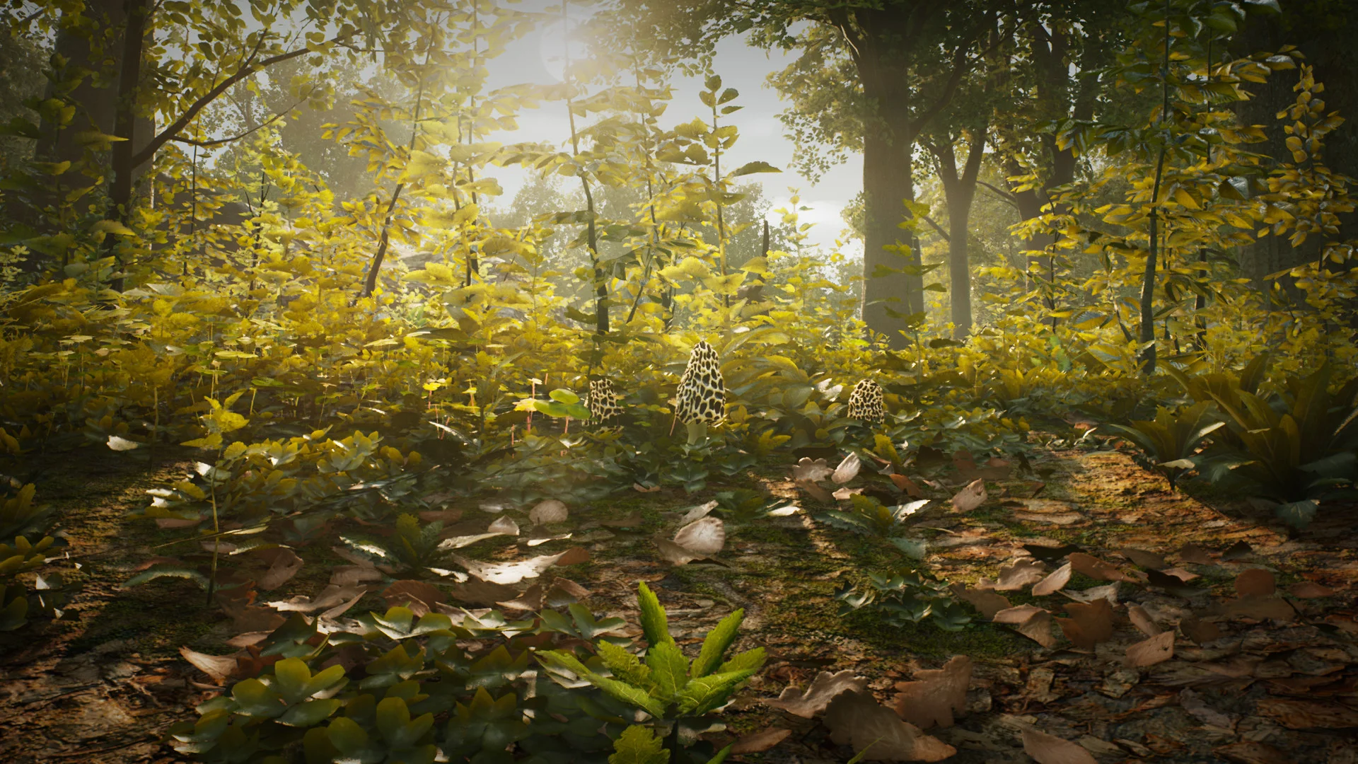 Morels: The Hunt - кадр 11