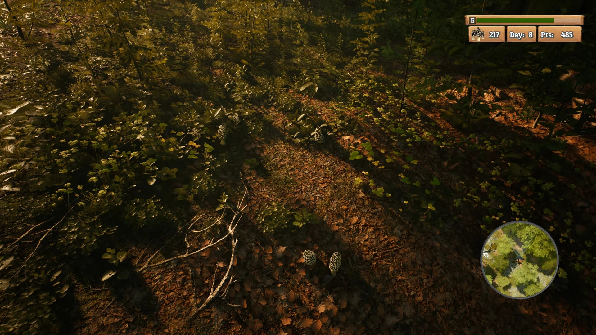 Morels: The Hunt - кадр 8