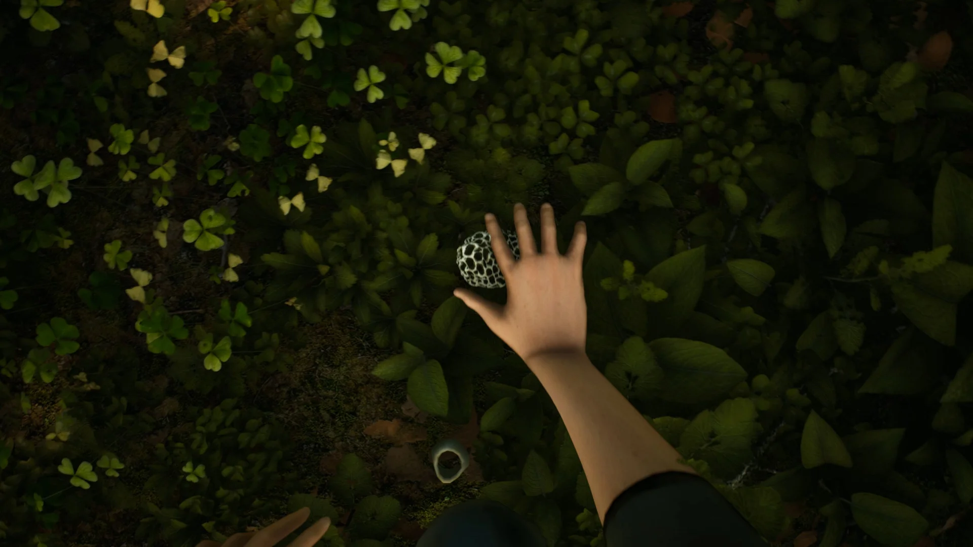 Morels: The Hunt - кадр 7