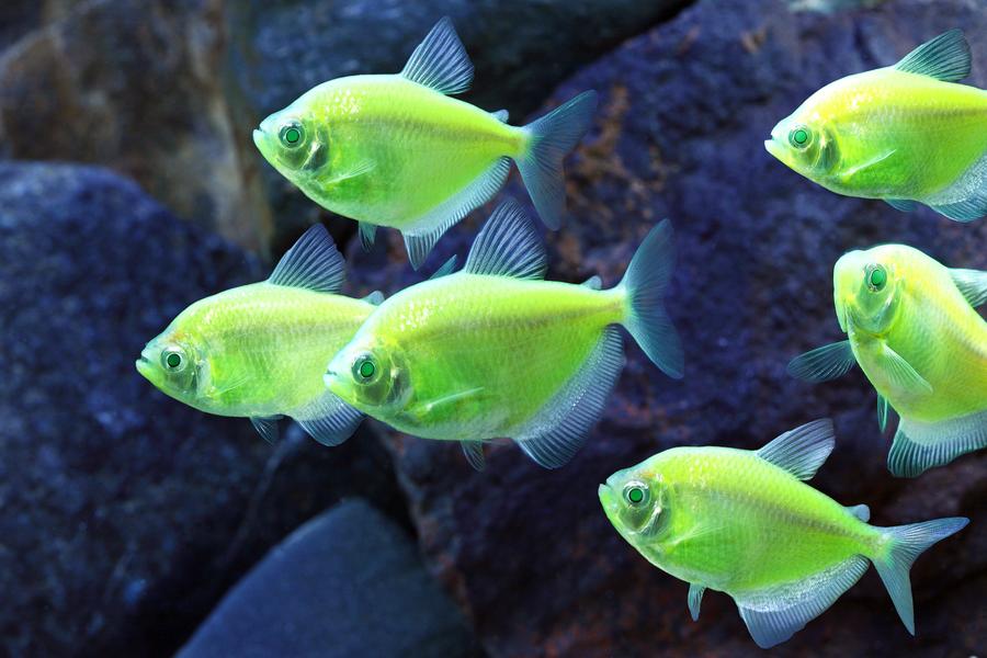 Glowfish — скриншот 6