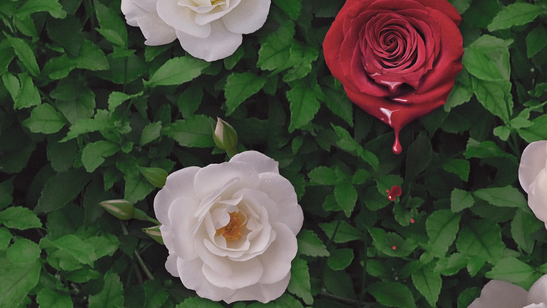 «Садовничество в Гросс-Пойнте» / «Садоводческое общество Гросс-Пойнта» (Grosse Pointe Garden Society) - кадр 7