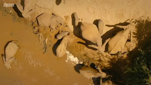 «Серенгети» (Serengeti) - кадр 5