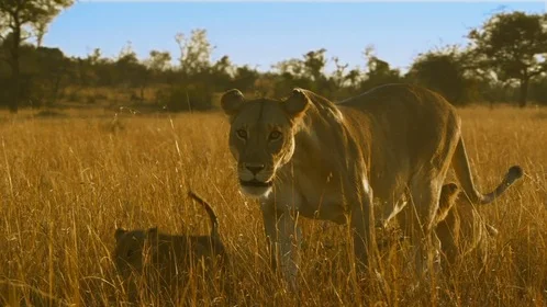 «Серенгети» (Serengeti) - кадр 4