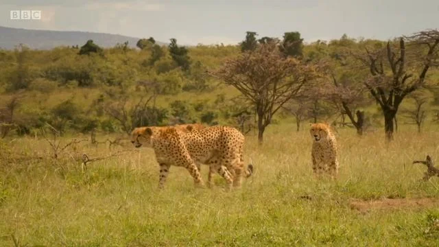 «Серенгети» (Serengeti) - кадр 6