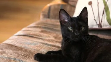 «Адская кошка» (My Cat from Hell) — скриншот 1