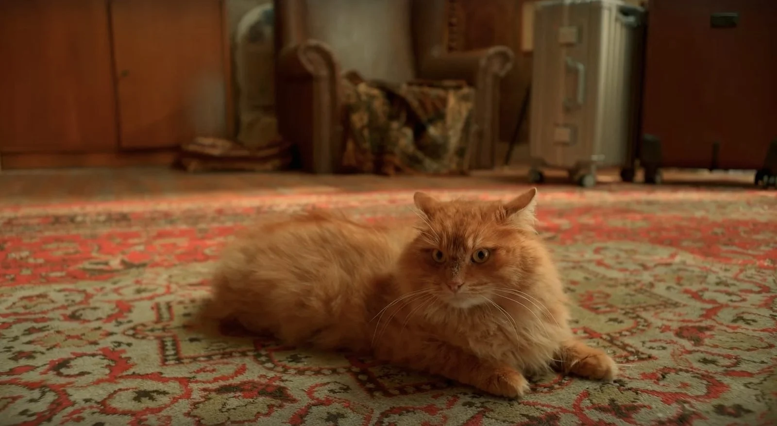 «Котострофа» — скриншот 1