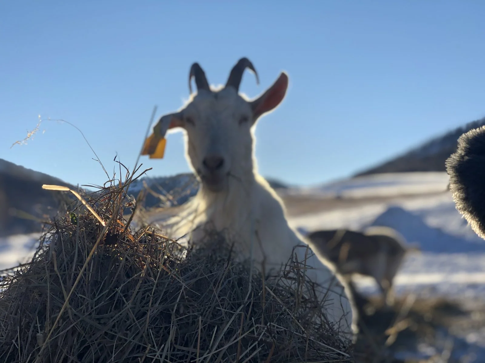 «Земля больших возможностей» (The Land of Great Opportunities) - кадр 3